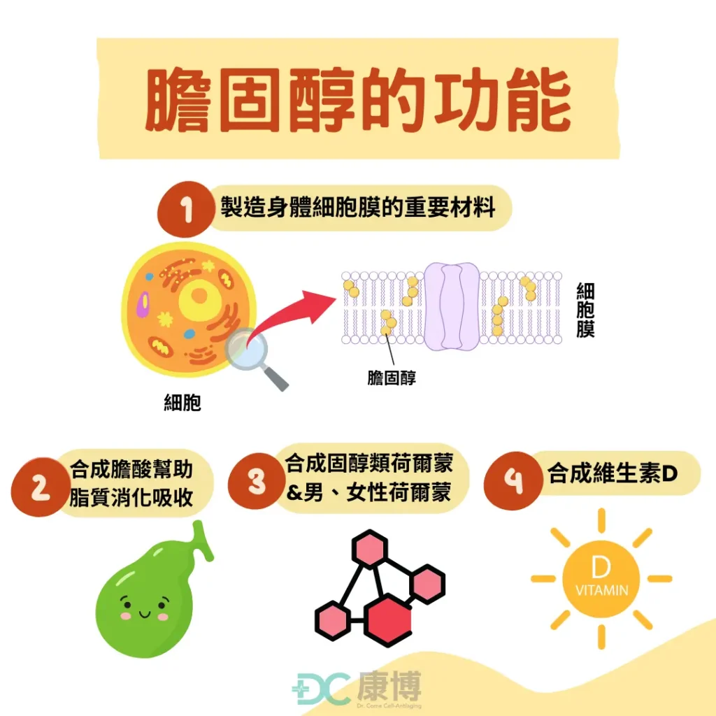 膽固醇功能