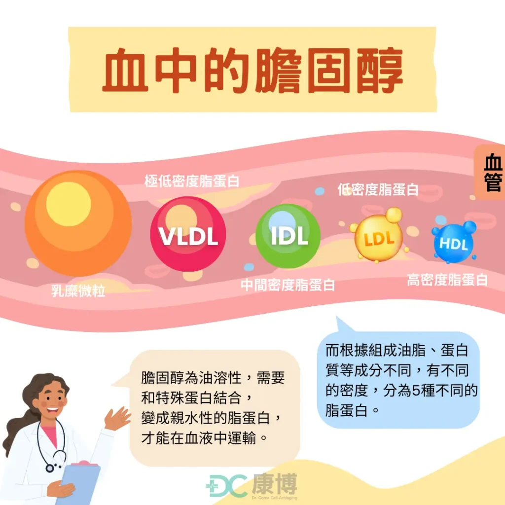 油脂和膽固醇由脂蛋白攜帶在血液中循環,其中有:乳糜微粒、極低密度脂蛋白、低密度脂蛋白、高密度脂蛋白,我們在健檢報告當中常看見的是這兩個,俗稱好的膽固醇:高密度脂蛋白膽固醇(HDL)、和壞的膽固醇:低密度脂蛋白膽固醇(LDL)。