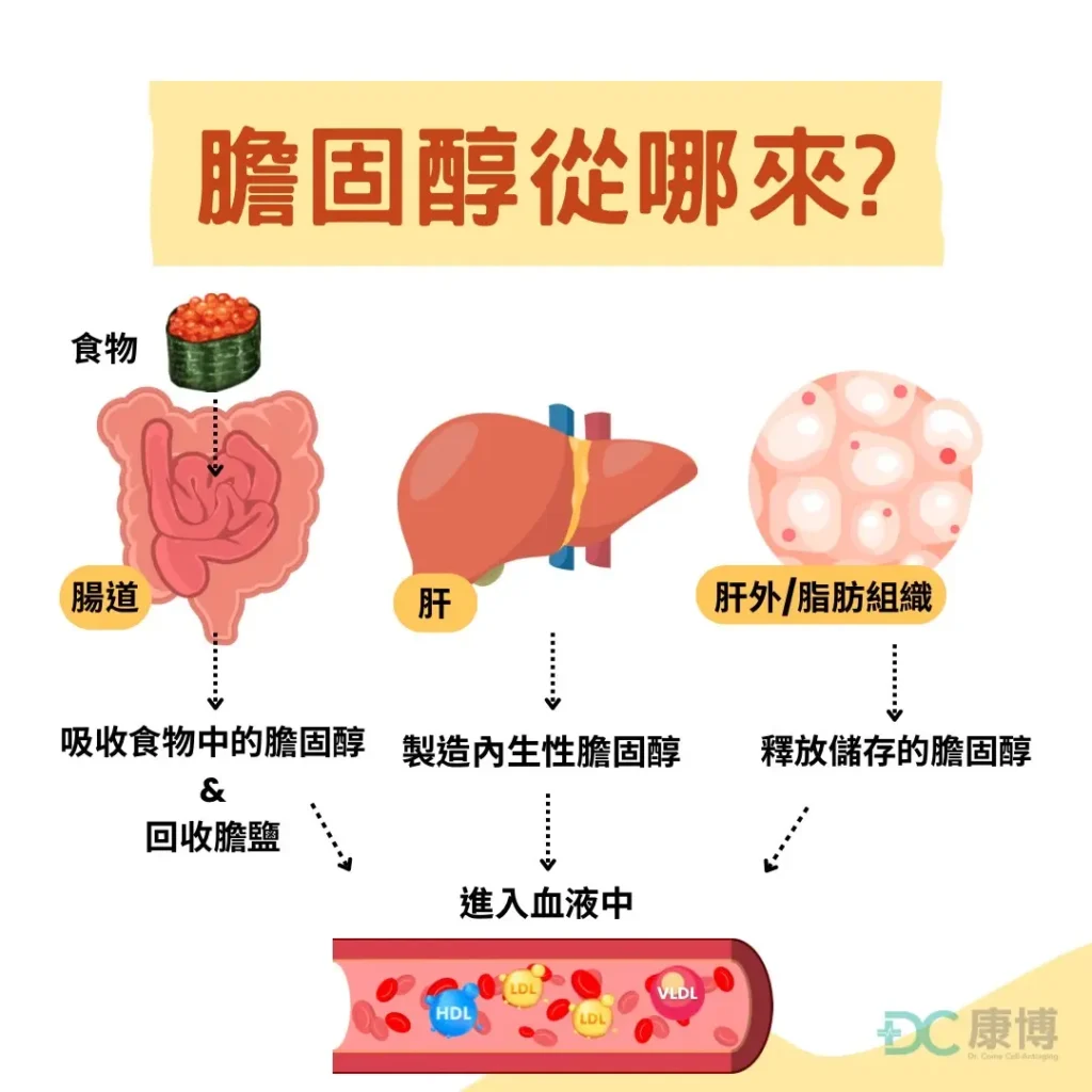 膽固醇從哪來?